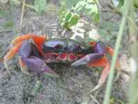 manuelcrab.jpg