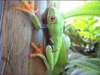manuelfrog.jpg