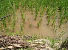 rice field.JPG