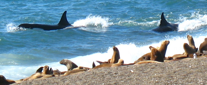 orca closeup march 31 2006 162.jpg