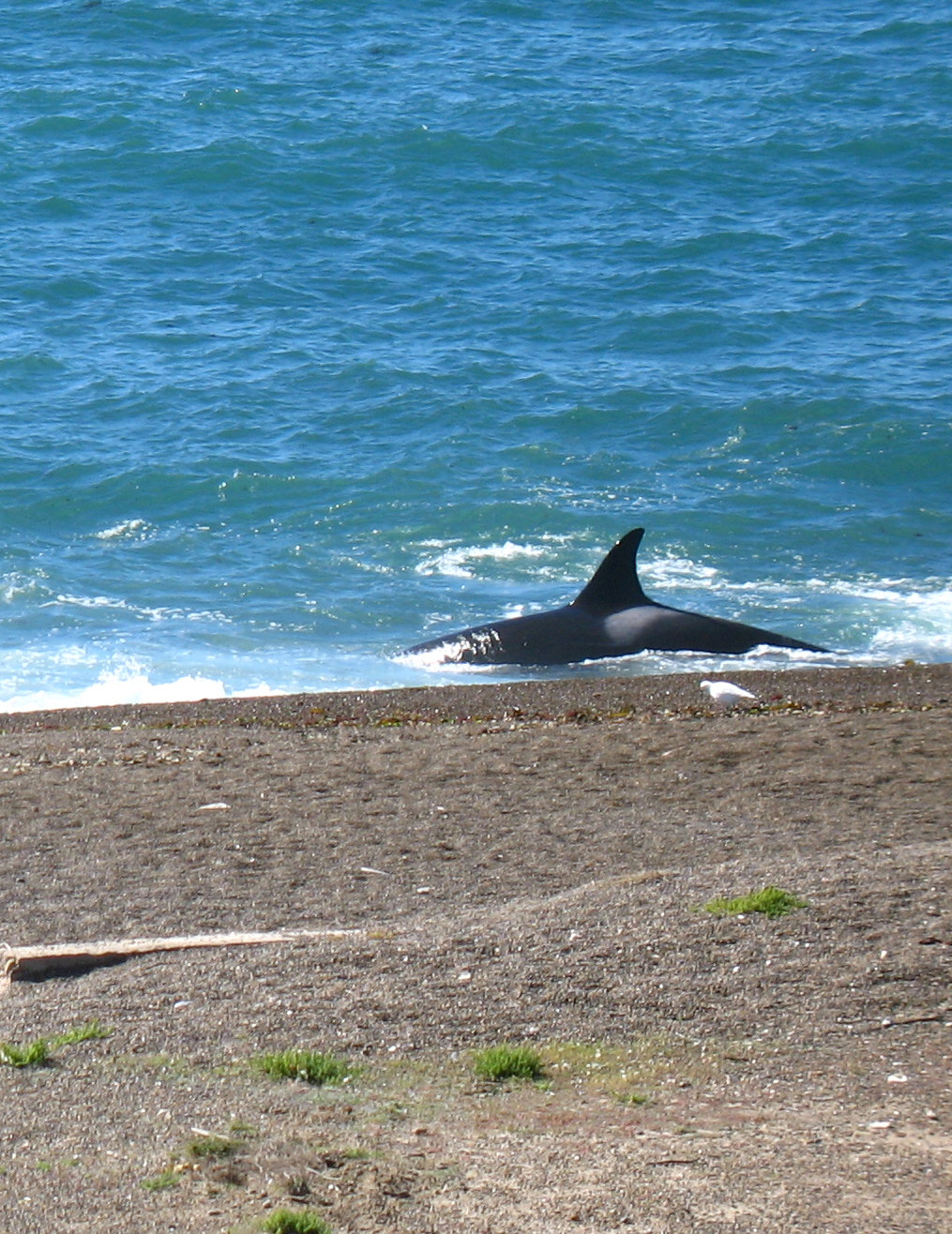 orca march 31 2006 171.jpg
