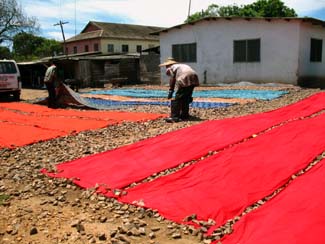 dyed cloth drying 3