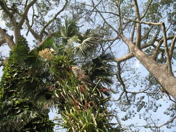 Aburi tall trees