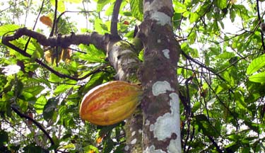 cocoa fruit