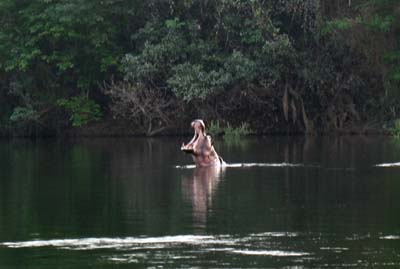 hippo yawn