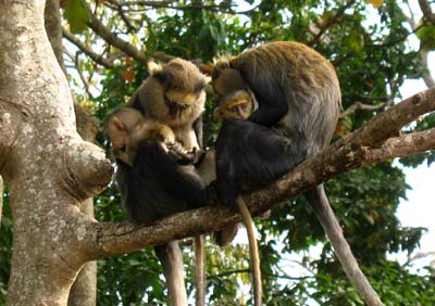 mona monkeys and babies