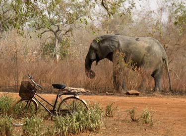 elephant with bicycle