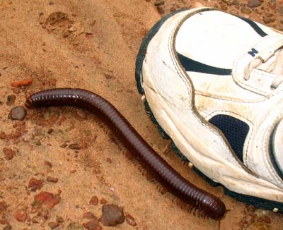 millipede