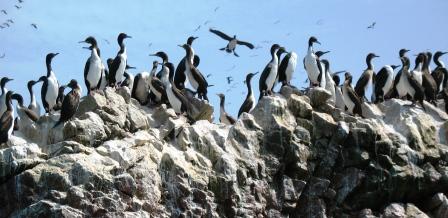 white-chested cormorants