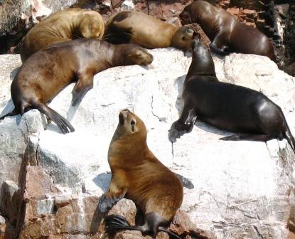 sea lions