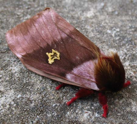 toupee on moth