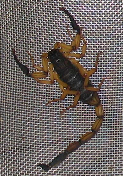 scorpion closeup
