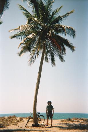 palmtree.jpg