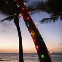 christmas-palm-tree.jpg