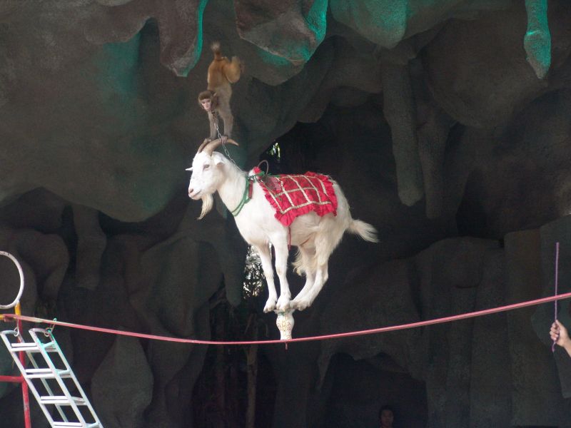 DSC04633_MonkeyStuntShow.JPG