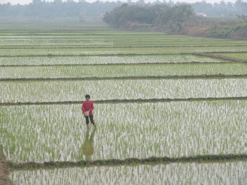 DSC04862_MoreRiceFields.JPG