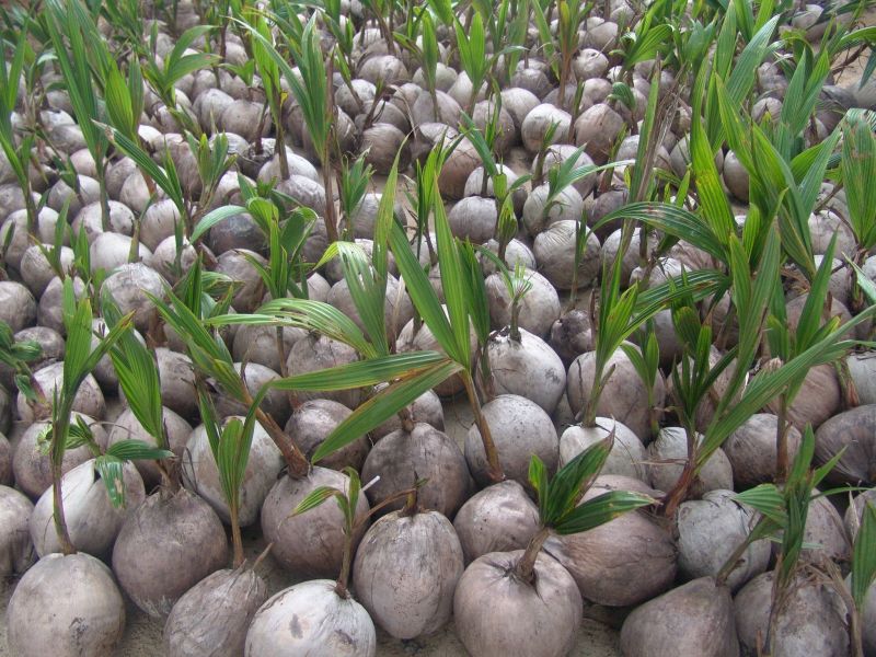 DSC04989_ACocoTreeDoesntComeOutOfNothingYouKnow.JPG