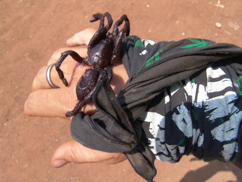 DSC08010_PanteraSpider.JPG
