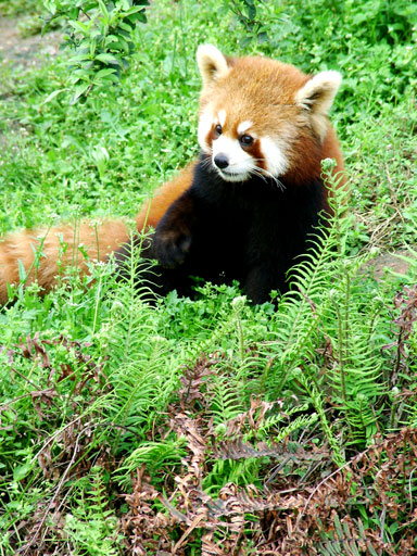 redpandafaceSFW.jpg