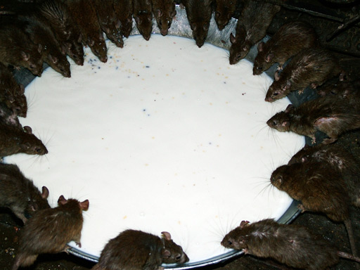 ratsandmilkSFW.jpg