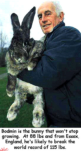 bigbunny.gif