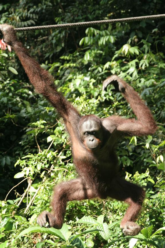 orangutan2.JPG