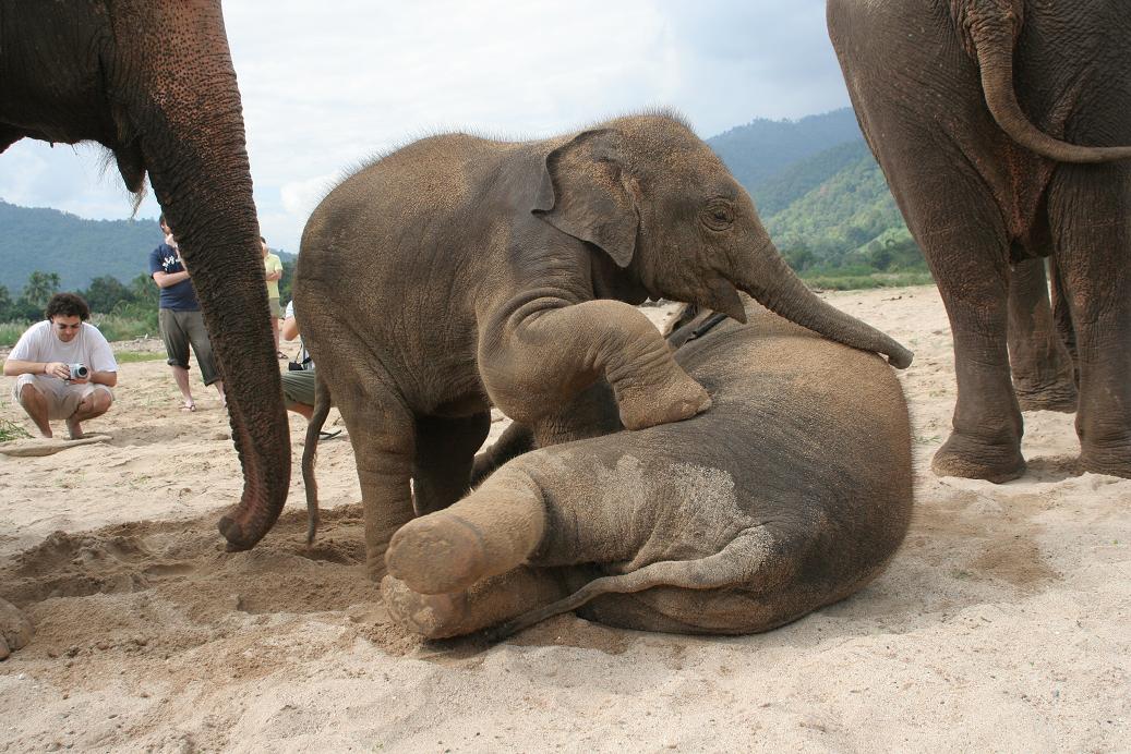 babiesinsand.JPG
