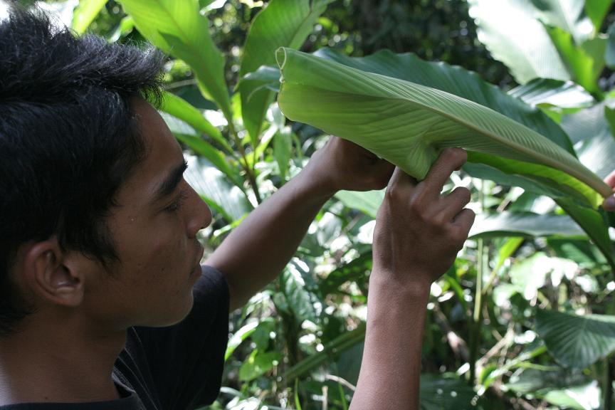 batinleaf1.JPG