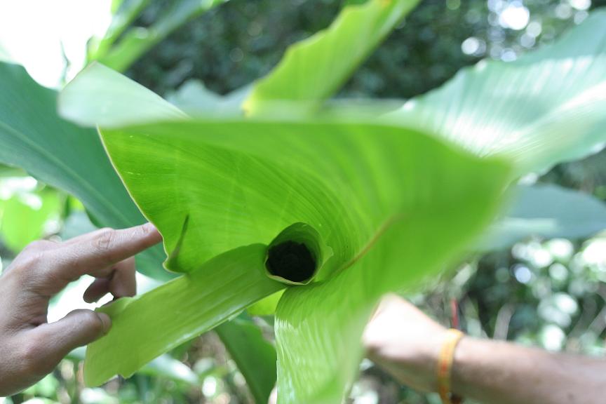 batinleaf2.JPG