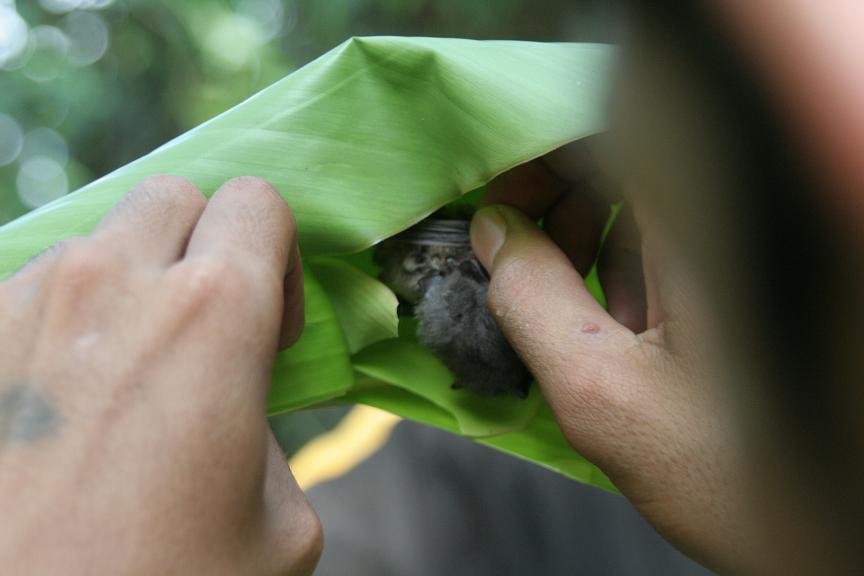 batinleaf3.JPG