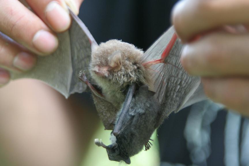 batinleaf4.JPG
