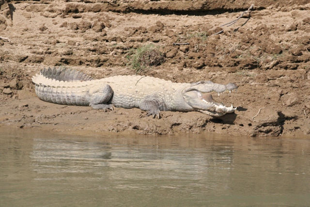 croc.jpg