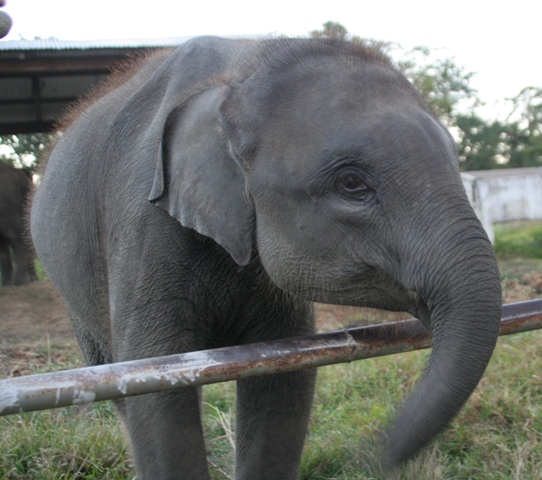 elephantbaby.JPG