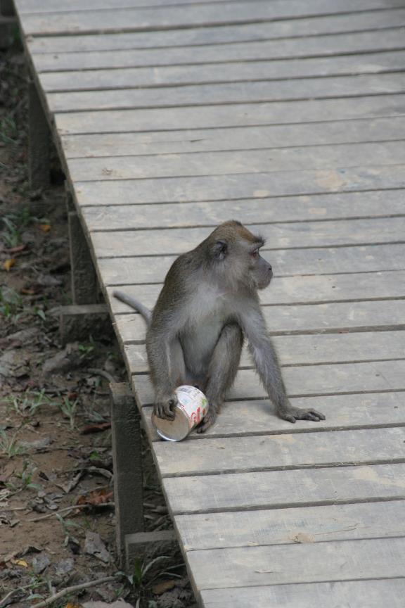 guiltymonkey.JPG