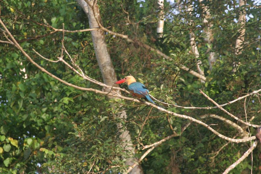 kingfisher.JPG