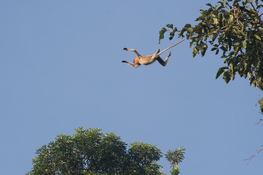 leapingmonkeys.JPG