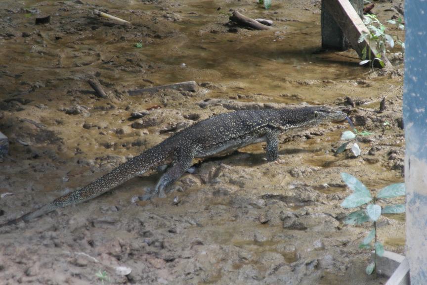 monitorlizard.JPG