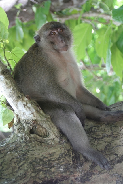 monkey1.jpg