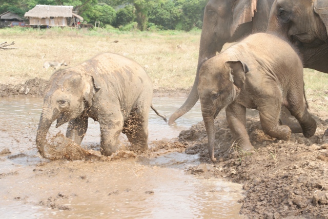 mudbathe1.jpg
