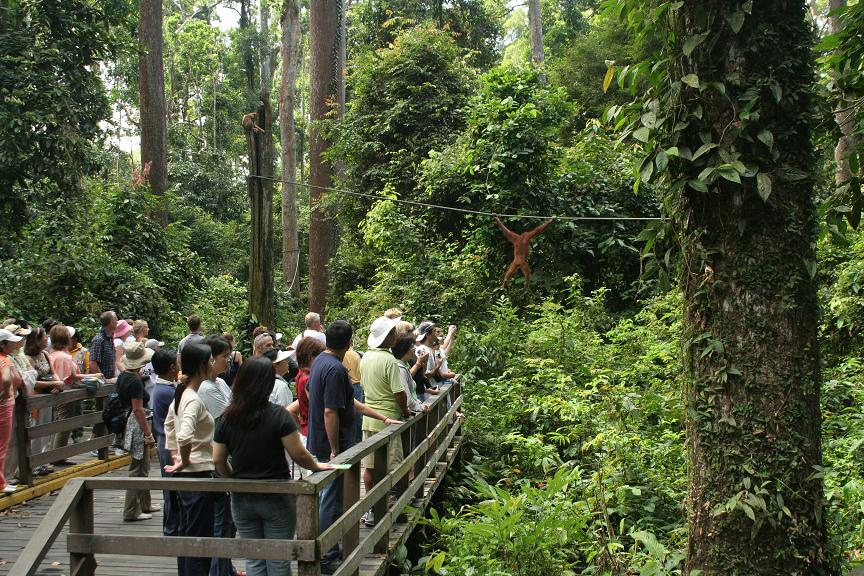 orangutan4.JPG