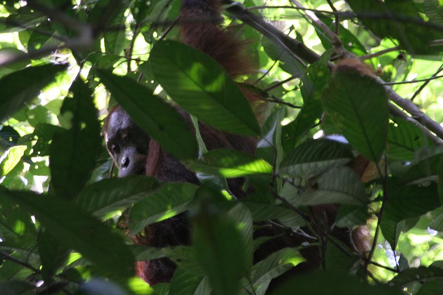 orangutanwild2.JPG