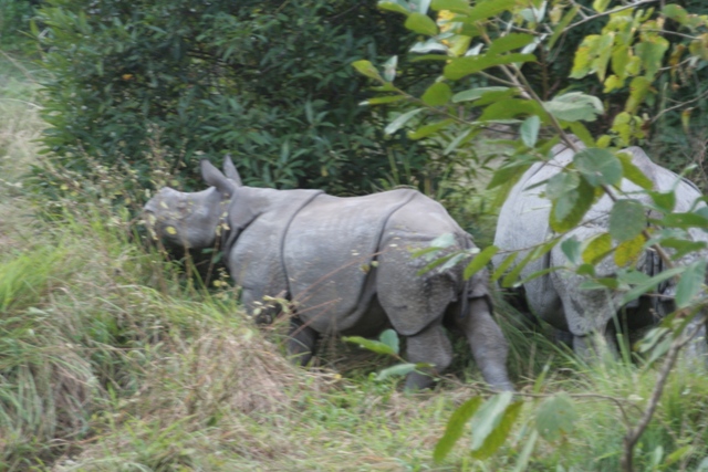 rhino.jpg