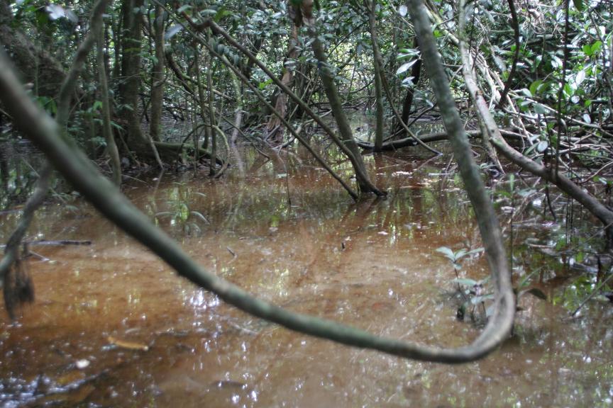 swamp.JPG