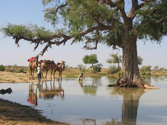 cameldrinking.JPG
