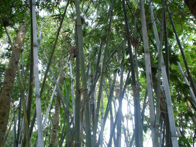 Bamboo Trees.jpg