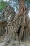 Tree devouring Temple