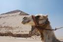 Camel and the Bent Pyramid called Whoops