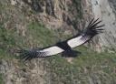 Andean Condor Circling