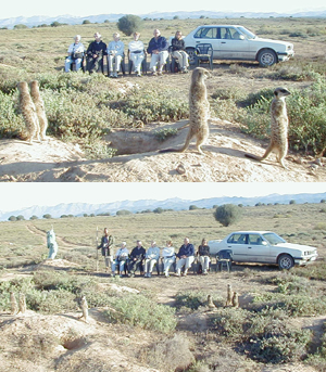 meerkats1.jpg