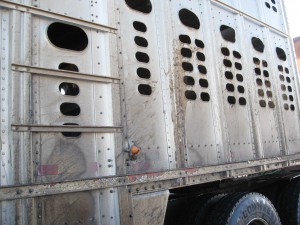 enclosed trailer for hauling cattle: silver with holes for ventilation